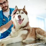 veterinario